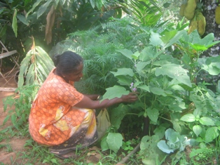 Caring for Plants