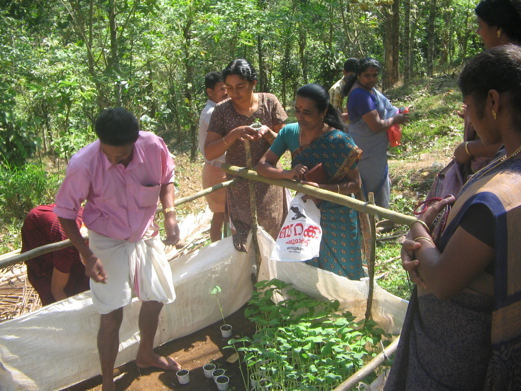 Distribution of Seedlings